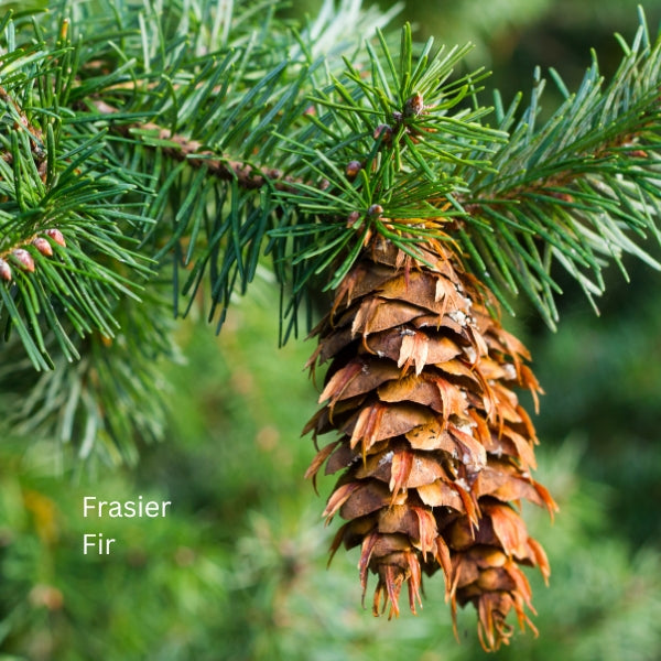 Fraser Fir