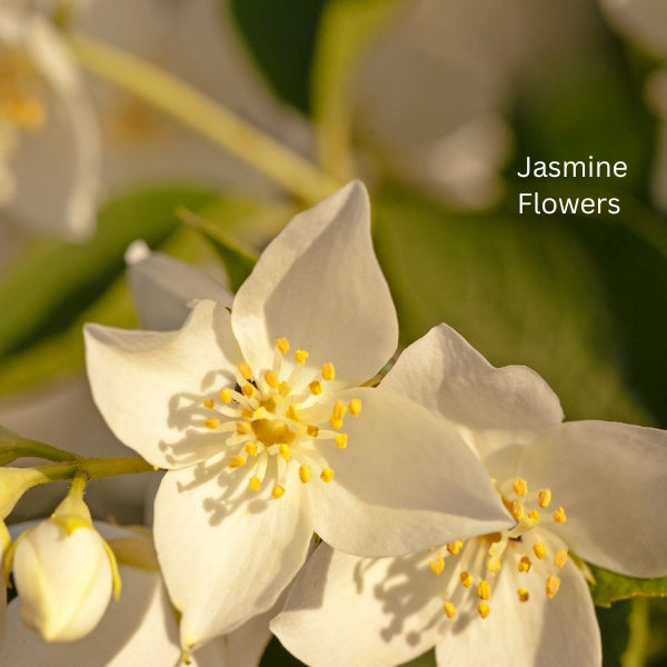 Jasmine