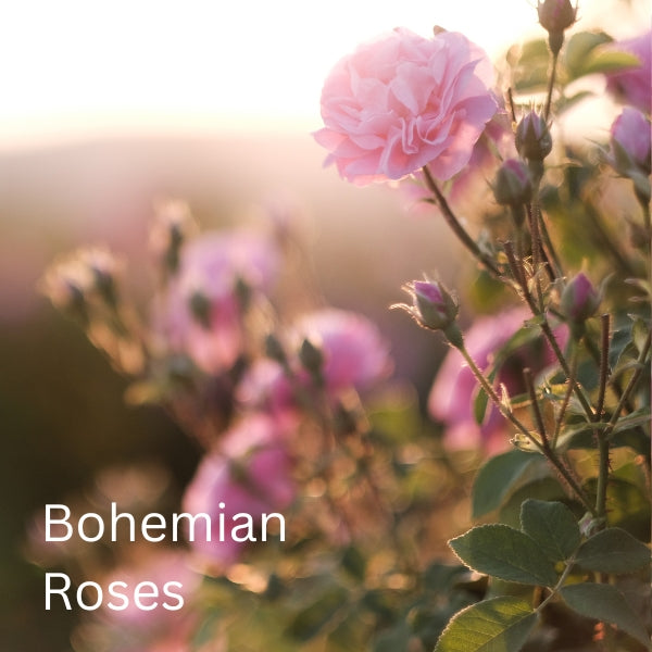 Bohemian Rose