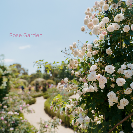 Diffuser_ Rose Garden 7ML