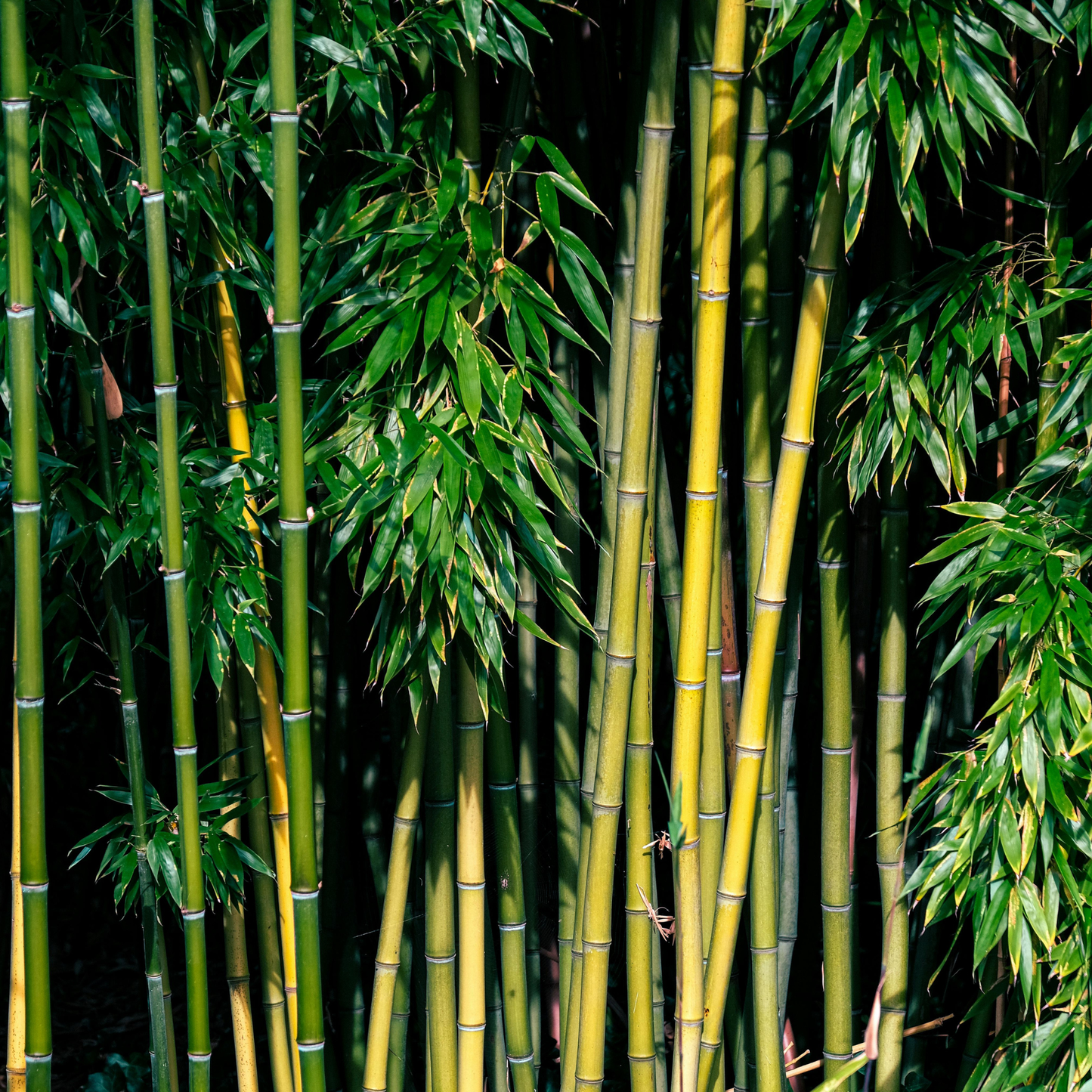 Diffuser_ Himalayan Bamboo 8 ML