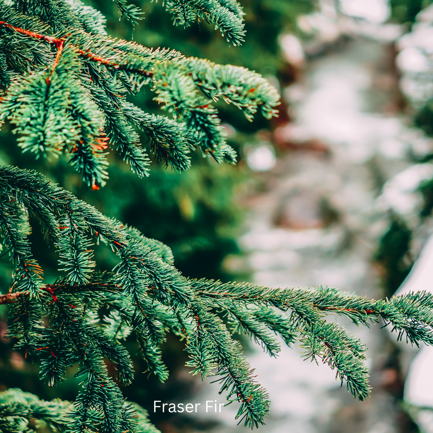 Diffuser_ Fraser Fir 8ML