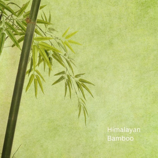 Diffuser_ Himalayan Bamboo 7ML