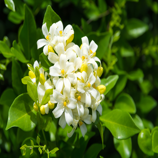 Diffuser_ Jasmine 8ML